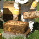 bees